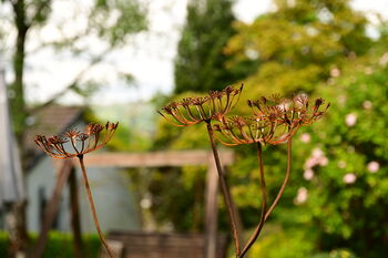 Rusty Metal Cow Parsley, 5 of 8