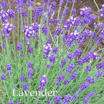 Happy Mothers Day Cottage Garden Seed Kit, 10 of 10