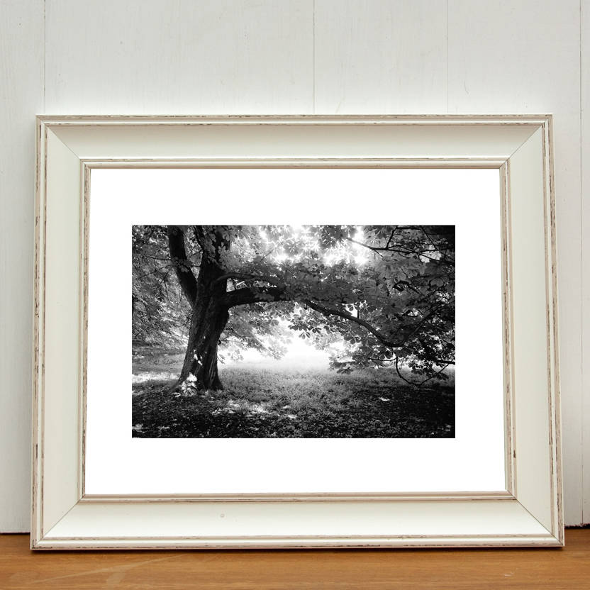 woodland, anglesey abbey, cambridge, art print by paul cooklin ...