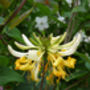 Lonicera Sweet Sue, Personalised Fragrant Plant Gift, thumbnail 2 of 2