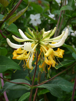 Lonicera Sweet Sue, Personalised Fragrant Plant Gift, 2 of 2