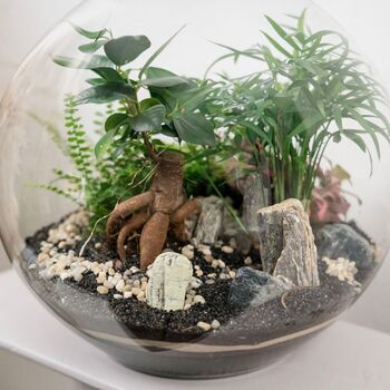 Large Globe Terrarium Kit With Bonsai | 'Portland', 5 of 10