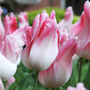 Tulip Holland 15 Pink And White Lily Flowered Tulip Bulbs, thumbnail 1 of 3
