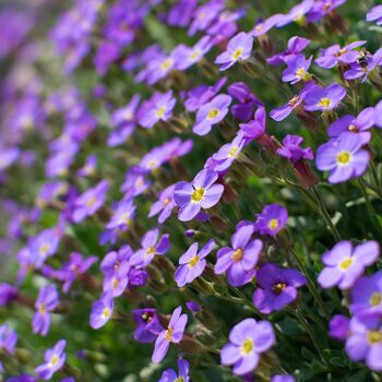 Winter Bedding Aubretia 'Lilac Blue' Six Plug Plants, 4 of 5