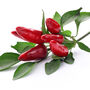 Chilli Plants 'Prairie Fire' Six X Plug Pack, thumbnail 1 of 10