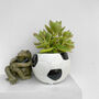 Crassula Ovata Money Maker Indoors Plant In 6cm Pot, thumbnail 1 of 7