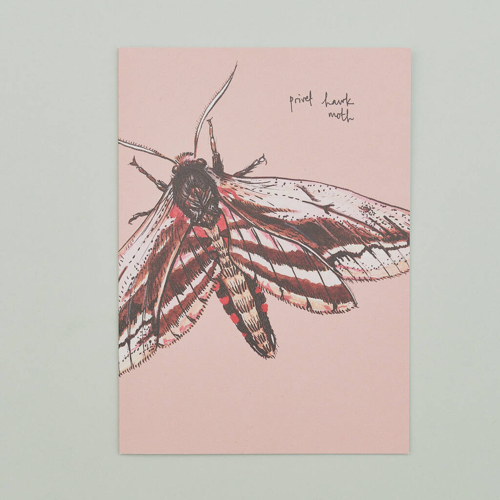 Handmade Greeting Card Privet Hawk Moth, Recycled Card, 1 of 6