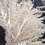 Dried Pampas Grass Wreath, thumbnail 5 of 7