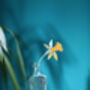 Stained Glass Yellow Narcissus Flower, thumbnail 3 of 8
