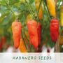 'Number One Dad' Eco Grow Your Own Chilli Plants Kit, thumbnail 3 of 9