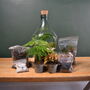Open Terrarium Kit With Two Terrarium Plants, thumbnail 3 of 10