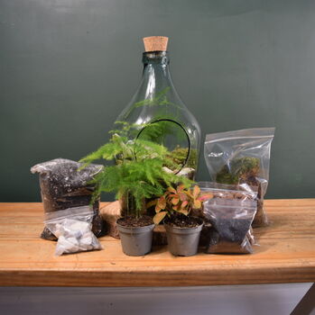 Open Terrarium Kit With Two Terrarium Plants, 3 of 10