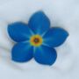 Forget Me Nots, Blue Flower. Dementia Coffee Morning. Cake Sale Pre Cut Edible X24 Cake Cupcake Decoration, thumbnail 2 of 4