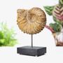 Mantelliceras Ammonite Bespoke Solid Oak Stand Authentic Dinosaur Fossil, thumbnail 1 of 3