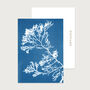 Seaweed Postcard Set Of 10 | Berry Wart Cress | Writing Set, thumbnail 1 of 2