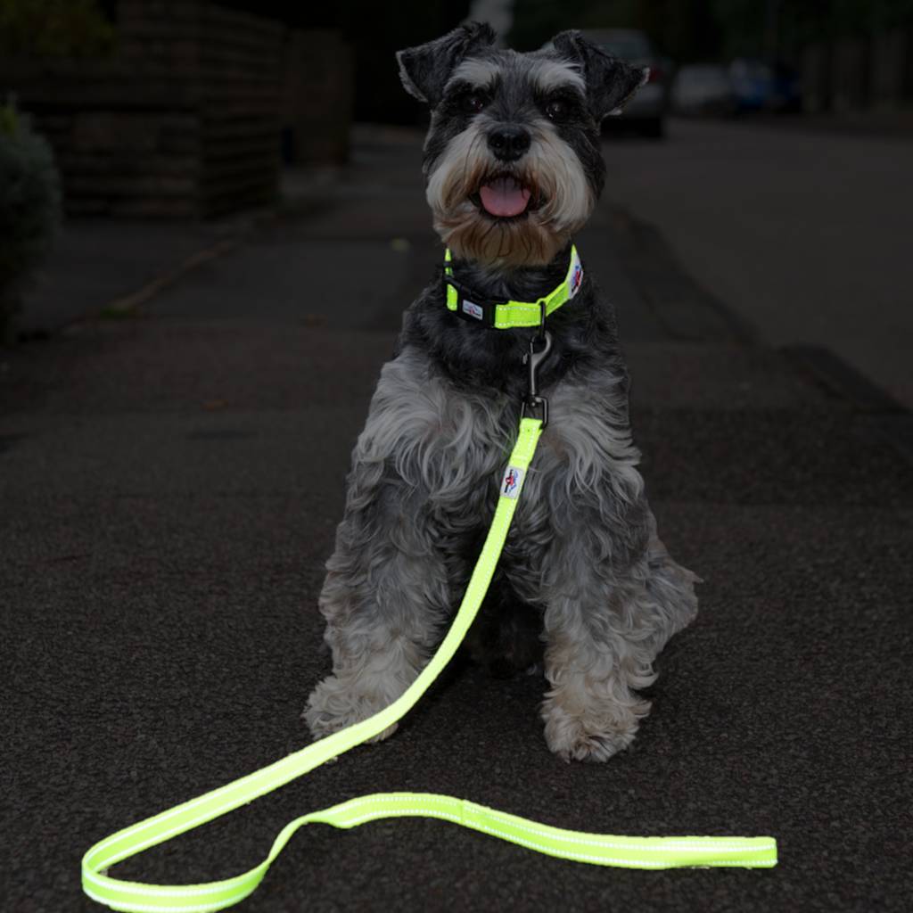 Neon Reflective Dog Collar And Lead Set, 1 of 5