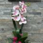 Large Pink Phalenopsis Orchid In Silver Fluted Bowl, thumbnail 6 of 9