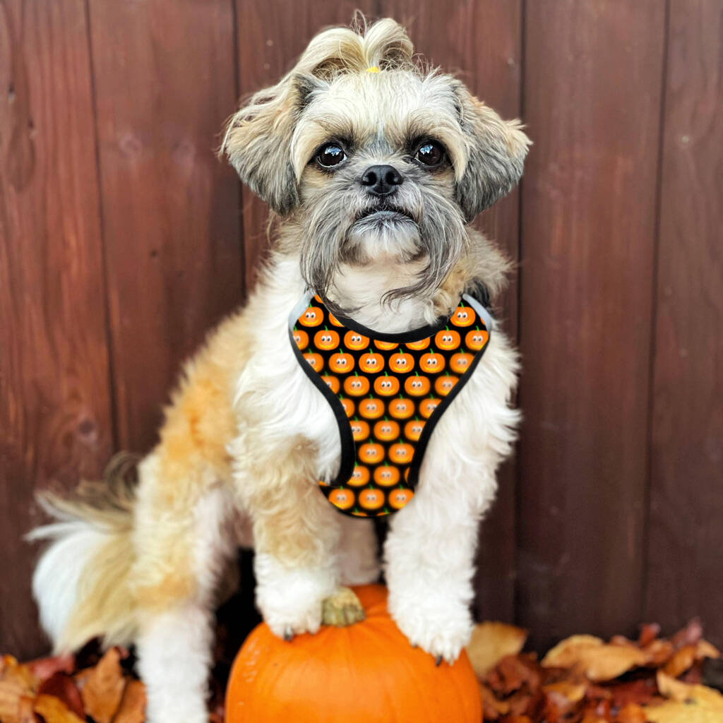Spooky Halloween Dog Harness Happy Pumpkins