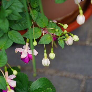 Perennial Fuchsia Delta Sarah One Plant In One L Pot, 5 of 5