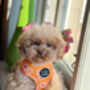 Orange Daisies Dog Harnes, thumbnail 8 of 10