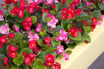 Begonia Plants 'Organdy Mixed' 12 X Compact Plant Pack, 4 of 9