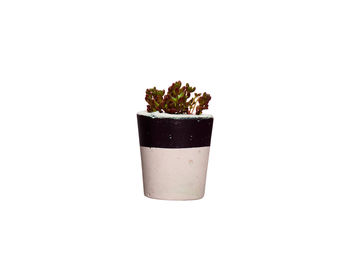 Concrete Pot Small With Cactus/ Succulent In Black, 4 of 5