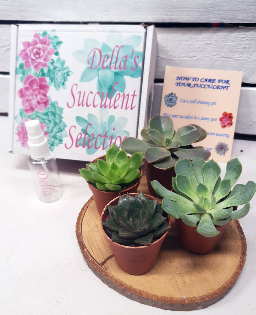 Succulent Selection Box, 1 of 4