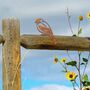 Rust Metal Goldfinch Bird Garden Fence Topper Art, thumbnail 1 of 10