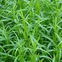 Herb Plants French Tarragon Three X Plants 9cm Pots, thumbnail 6 of 9