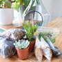 Open Terrarium Kit With Succulent Cactus Plant Gift, thumbnail 4 of 8