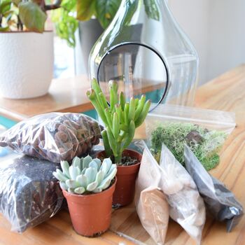 Open Terrarium Kit With Succulent Cactus Plant Gift, 4 of 8