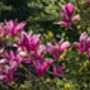 Magnolia Tree, 'Susan', thumbnail 3 of 5