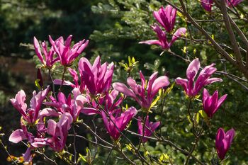 Magnolia Tree, 'Susan', 3 of 5