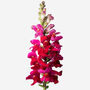 Magenta Snapdragon Fresh Bouquet, thumbnail 2 of 4