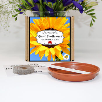 Grow Your Own Giant Sunflower. Seeds Growing Kit, 2 of 4