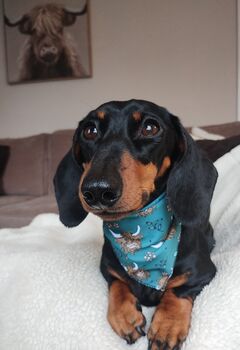 Happy Highland Cow Dog Bandana, 2 of 2