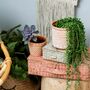 Geometric Print Terracotta Planter With Choice Of Plant, thumbnail 3 of 3