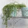 Delicate Wire Planter, thumbnail 3 of 3