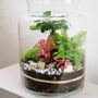 Beginner Friendly Bonsai Terrarium Kit | 'Perth', thumbnail 9 of 12