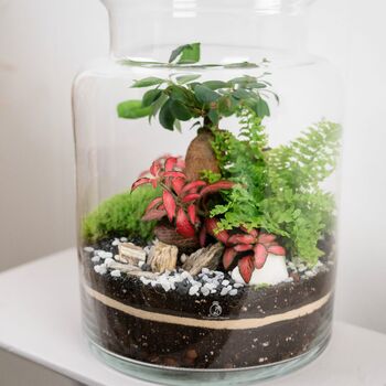 Beginner Friendly Bonsai Terrarium Kit | 'Perth', 9 of 12