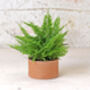 Low Cylinder Terracotta Plant Pot, thumbnail 1 of 4