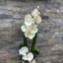 Cream Artificial Silk Orchid Luxury Flower Arrangement Mothers Day Gift, thumbnail 6 of 6