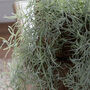 Faux Grey Wash Trailing Spanish Moss, thumbnail 2 of 3