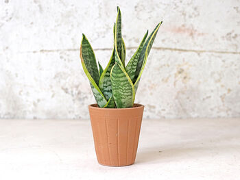 Fluted Terracotta Plant Pot, 7 of 8
