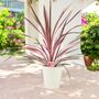 Cordyline Southern Splendour – Pink And Green Foliage, thumbnail 1 of 7