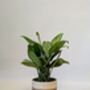 Plant And Pot Subscription Box Houseplant Lover Gift, thumbnail 5 of 7