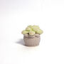Soft Crochet Succulent Plants, thumbnail 3 of 3