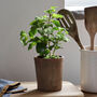 Faux Potted Mint Herb Plant, thumbnail 2 of 3