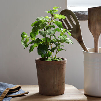 Faux Potted Mint Herb Plant, 2 of 3