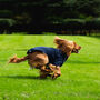 Spaniel Polartec Water Resistant Dog Coat, thumbnail 2 of 9